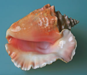 McLean's Town Annual Conch Cracking Festival