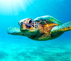 Sea Turtles of the Bahamas