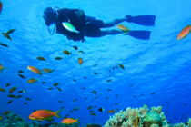 Bahamas Scuba Diving