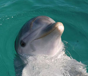 The Atlantic Bottlenose Dolphin