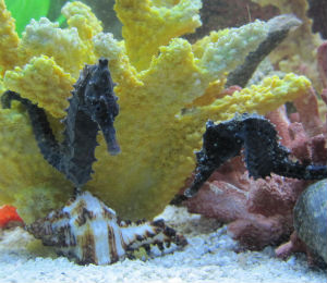 The Seahorse of the Bahamas