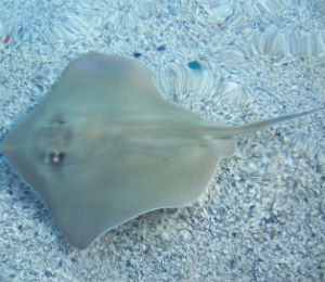 The Bahamas Stingrays