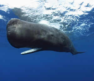 Sperm Whales in the Atlantic