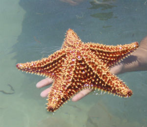 The Bahamas Starfish