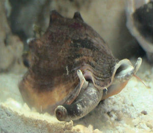 The Conch of the Bahamas