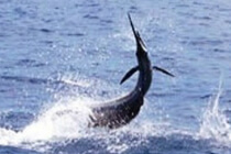 Bahamas Fishing Charters