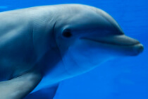Bahamas Dolphin Encounter