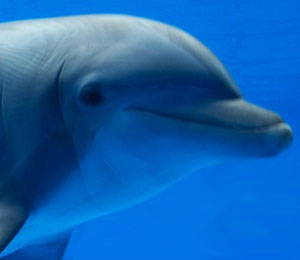Bahamas Dolphin Encounter