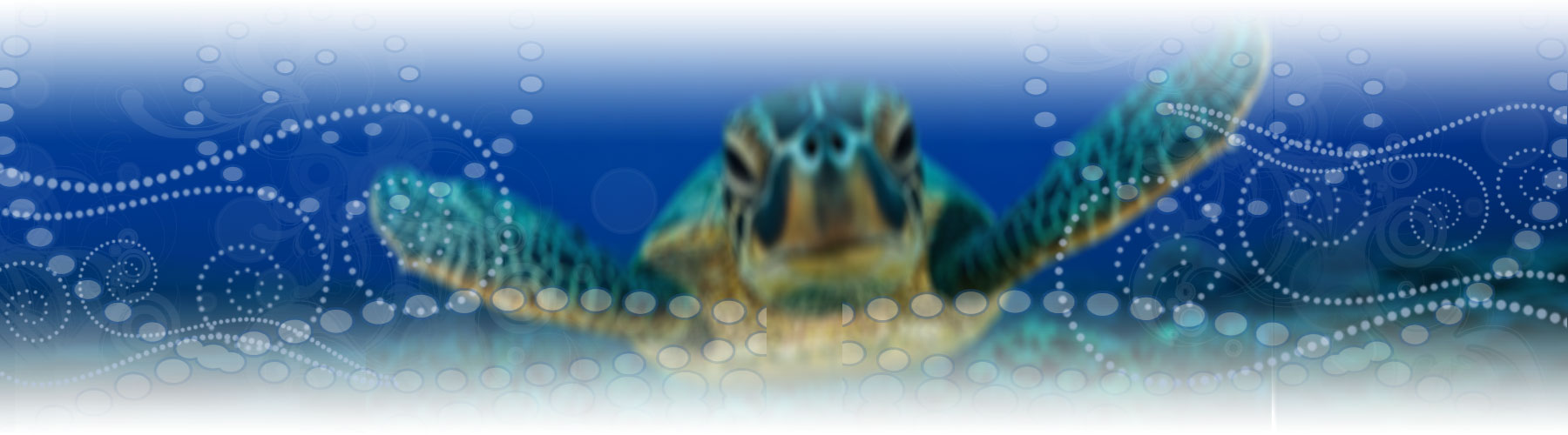 Sea Turtles of the Bahamas